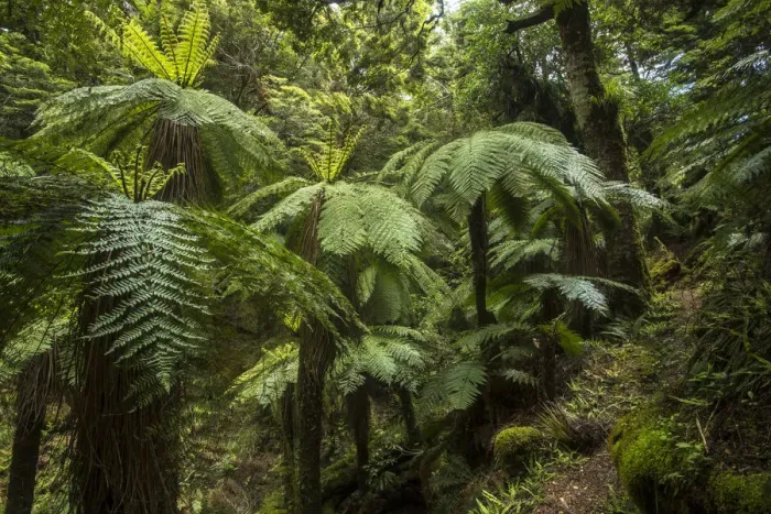 Framed Print : Tree ferns, Lake Waikaremoana, Te Urewera National Park, North Island, New Zealand Framed Print : Tree ferns, Lake Waikaremoana, Te Urewera National Park, North Island, New Zealand