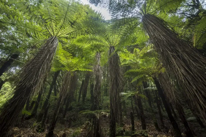 Framed Print : Tree ferns in Whirinaki Forest Park, North Island, New Zealand