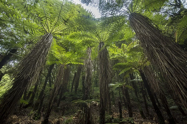 Tree ferns in Whirinaki Forest Park, North Island, New Zealand