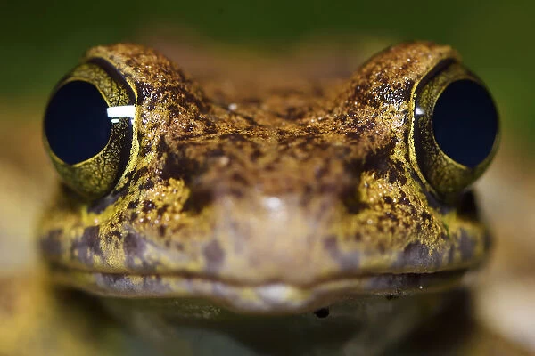 Tree frog (Amolops afghanus) female, portrait, Tongbiguan nature Reserve, Dehong prefecture