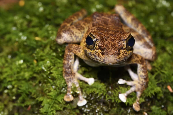 Tree frog (Amolops afghanus) female sitting on moss Tongbiguan Nature Reserve, Dehong prefecture