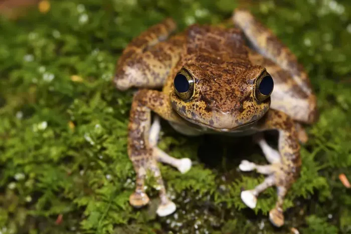 Framed Print : Tree frog (Amolops afghanus) female sitting on moss Tongbiguan Nature Reserve, Dehong prefecture Framed Print : Tree frog (Amolops afghanus) female sitting on moss Tongbiguan Nature Reserve, Dehong prefecture