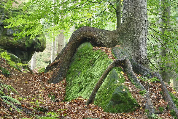 Tree growing over large moss covered rock, Ceske Svycarsko  /  Bohemian Switzerland National Park