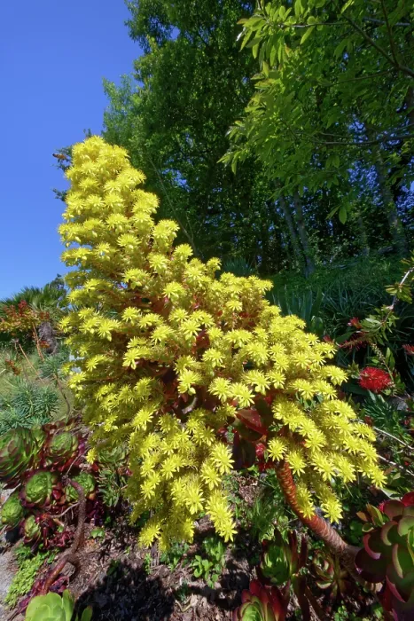 Framed Print : Tree houseleek (Aeonium arboreum) in flower, Tremenheere Sculpture Gardens, Cornwall, England, UK. June Framed Print : Tree houseleek (Aeonium arboreum) in flower, Tremenheere Sculpture Gardens, Cornwall, England, UK. June