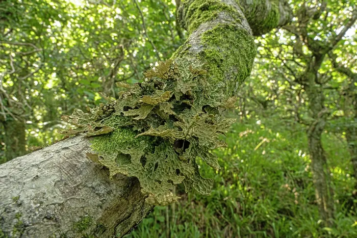 Framed Print : Tree lungwort lichen (Lobaria pulmonaria) growing on branch in temperate rainforest habitat, The Dizzard, north Cornwall, UK. August Framed Print : Tree lungwort lichen (Lobaria pulmonaria) growing on branch in temperate rainforest habitat, The Dizzard, north Cornwall, UK. August