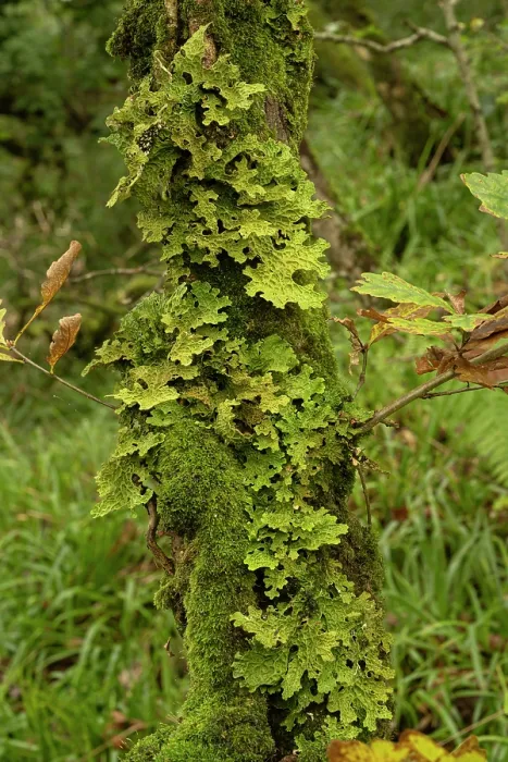 Framed Print : Tree lungwort lichen (Lobaria pulmonaria) growing on tree in temperate rainforest, Dizzard, Cornwall, England, UK. October Framed Print : Tree lungwort lichen (Lobaria pulmonaria) growing on tree in temperate rainforest, Dizzard, Cornwall, England, UK. October