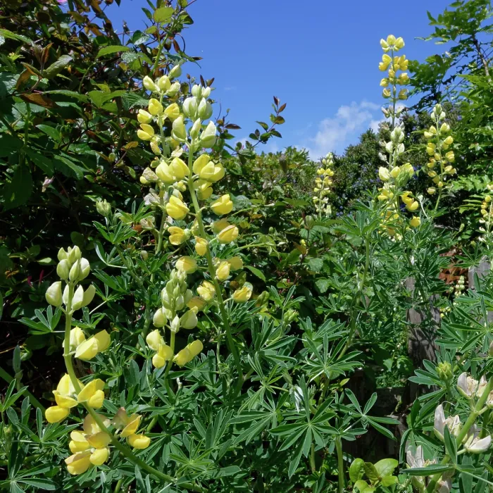 Framed Print : Tree lupin (Lupinus arboreus) in flower along a garden fence, Cornwall, England, UK. June Framed Print : Tree lupin (Lupinus arboreus) in flower along a garden fence, Cornwall, England, UK. June