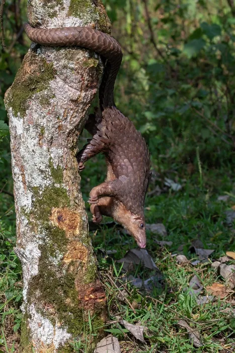 Framed Print : Tree pangolin (Phataginus tricuspis) climbing down tree trunk, Pangolin rescue project, Bwindi Impenetrable Forest, Uganda. Captive before release. Endangered Framed Print : Tree pangolin (Phataginus tricuspis) climbing down tree trunk, Pangolin rescue project, Bwindi Impenetrable Forest, Uganda. Captive before release. Endangered