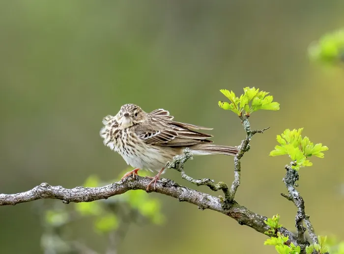 Framed Print : Tree pipit (Anthus trivialis) with ruffled feathers, perched on branch in Hawthorn (Crataegus sp.) tree, near Ambleside, Lake District, Cumbria, UK. May Framed Print : Tree pipit (Anthus trivialis) with ruffled feathers, perched on branch in Hawthorn (Crataegus sp.) tree, near Ambleside, Lake District, Cumbria, UK. May