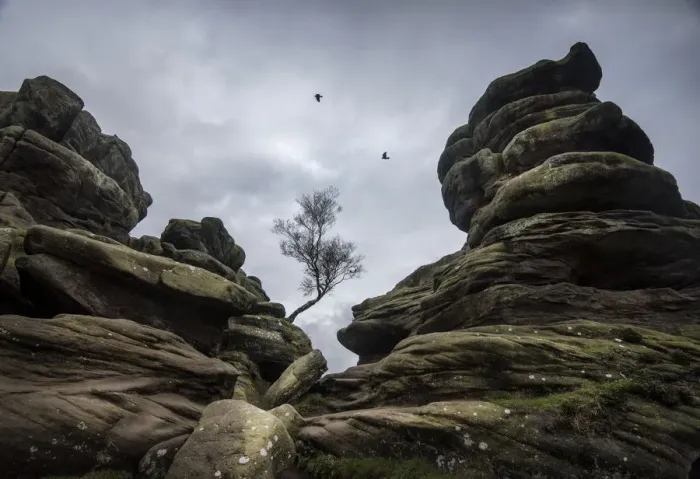 Framed Print : Tree and rock formations at Brimham Rocks, Harrogate, Yorkshire. Comprised of Carboniferous age Framed Print : Tree and rock formations at Brimham Rocks, Harrogate, Yorkshire. Comprised of Carboniferous age