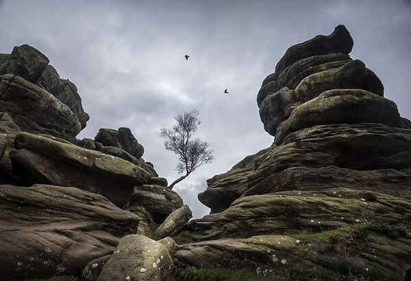 Tree and rock formations at Brimham Rocks, Harrogate, Yorkshire. Comprised of Carboniferous age
