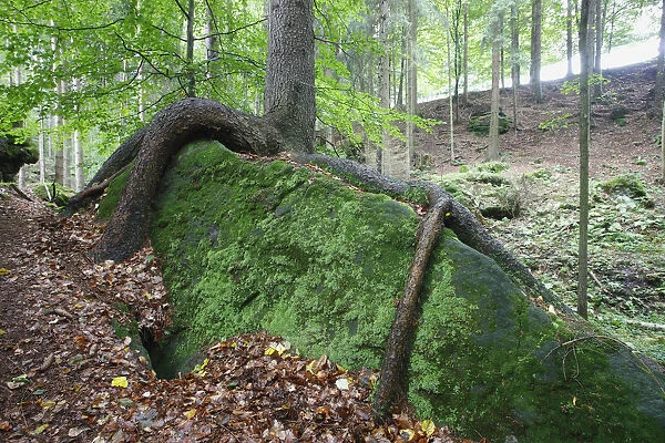Tree with roots growing over large moss covered rock, Ceske Svycarsko  /  Bohemian