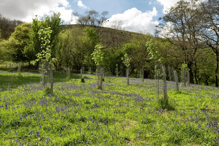 Framed Print : Tree saplings planted in woodland pasture with a Bluebell (Hyacinthoides non-scripta) carpet, Olchon Valley, Black Mountains, Herefordshire, England, UK. May Framed Print : Tree saplings planted in woodland pasture with a Bluebell (Hyacinthoides non-scripta) carpet, Olchon Valley, Black Mountains, Herefordshire, England, UK. May