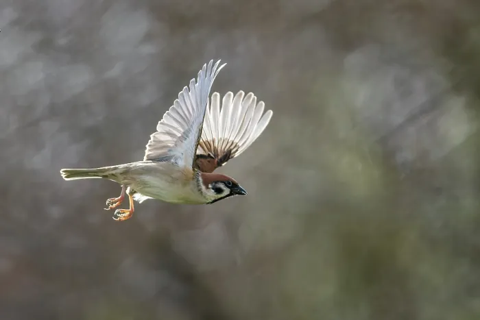 Framed Print : Tree sparrow (Passer montanus), in flight, Bavaria, Germany. February