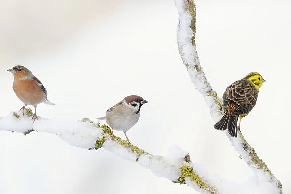 Tree Sparrow (Passer montanus), male Chaffinch (Fringilla coelebs) and a male Yellowhammer