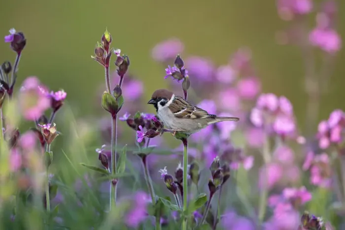 Framed Print : Tree sparrow (Passer montanus) perched, surrounded by wildflowers, Bempton Cliffs Framed Print : Tree sparrow (Passer montanus) perched, surrounded by wildflowers, Bempton Cliffs