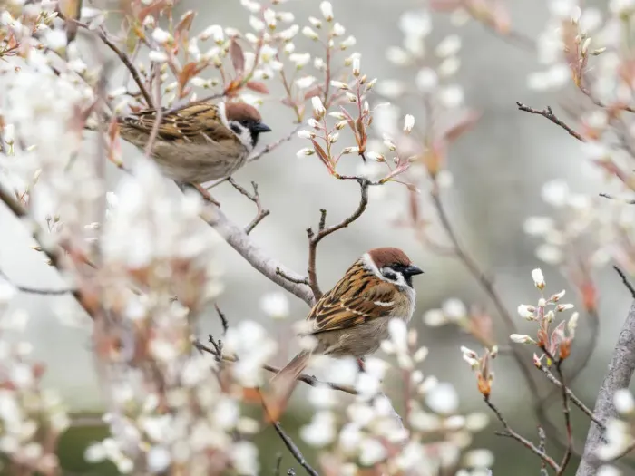 Framed Print : Tree sparrows (Passer montanus) Bavaria, Germany, April Framed Print : Tree sparrows (Passer montanus) Bavaria, Germany, April