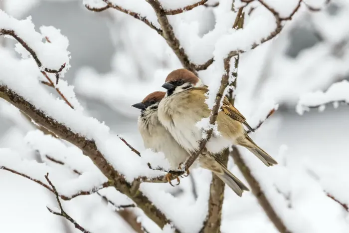 Framed Print : Tree sparrows (Passer montanus) in snow, Bavaria, Germany, March Framed Print : Tree sparrows (Passer montanus) in snow, Bavaria, Germany, March