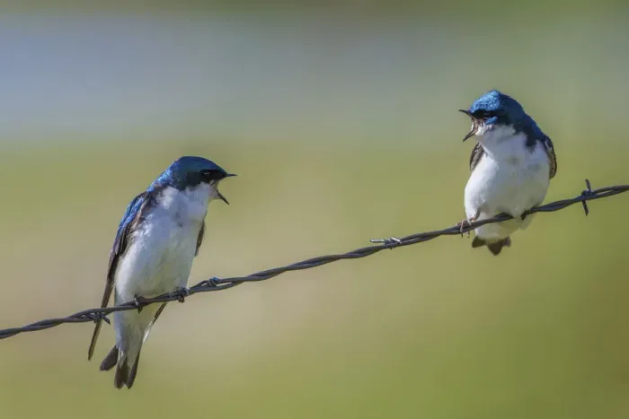 Framed Print : Tree swallows (Tachycineta bicolor), perched on wire, calling aggressively to each other