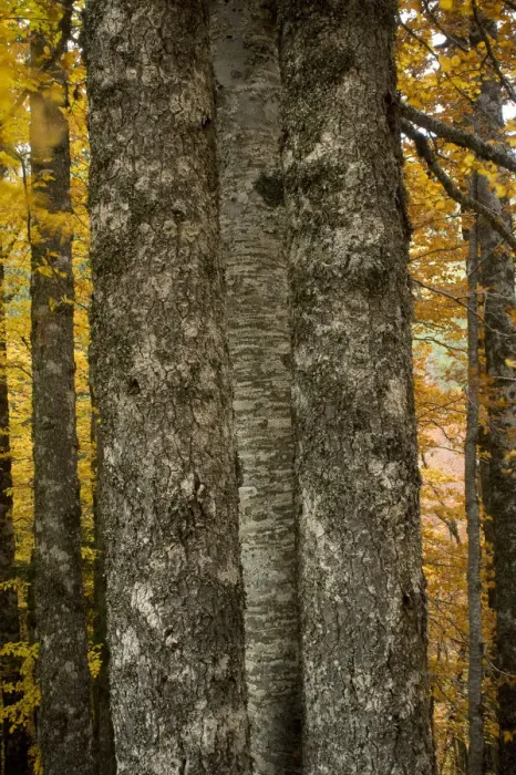 Framed Print : Tree trunks in Beech (Fagus sylvatica) forest, Valia Calda, Pindos NP, Pindos Mountains Framed Print : Tree trunks in Beech (Fagus sylvatica) forest, Valia Calda, Pindos NP, Pindos Mountains