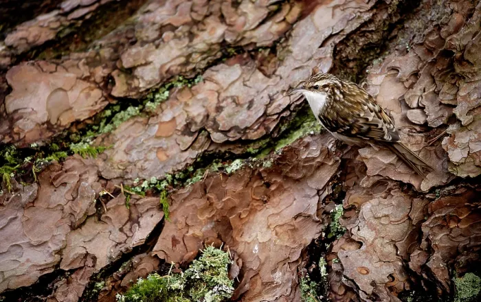 Framed Print : Treecreeper (Certhia familiaris) perched on a tree trunk, Scotland, UK. February Framed Print : Treecreeper (Certhia familiaris) perched on a tree trunk, Scotland, UK. February