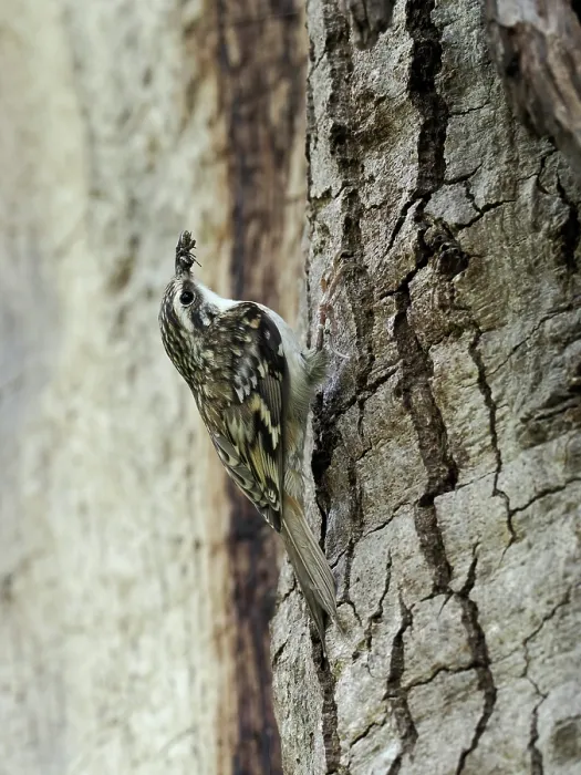 Framed Print : Treecreeper (Certhia familiaris) perched on tree trunk close to nest with food in beak, London, England, UK. May Framed Print : Treecreeper (Certhia familiaris) perched on tree trunk close to nest with food in beak, London, England, UK. May