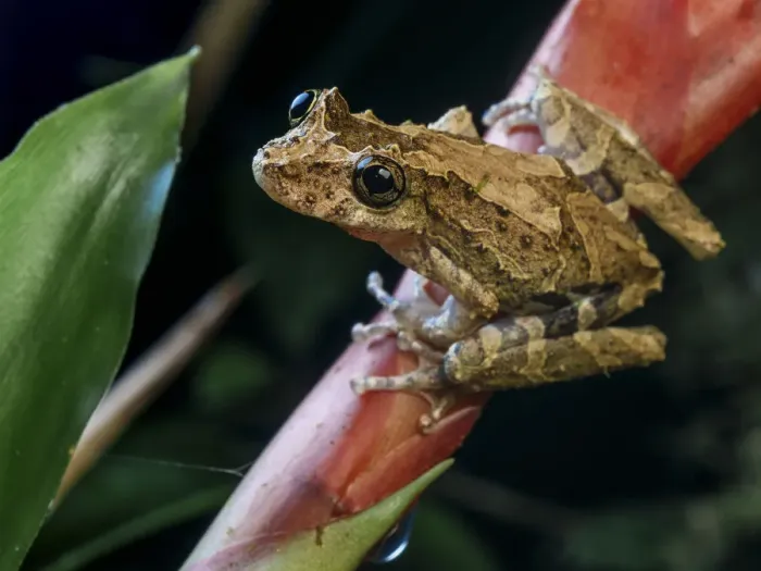 Framed Print : Treefrog (Scinax littoralis) standing on bromeliad stalk, Tapirai, Sao Paulo, Atlantic Framed Print : Treefrog (Scinax littoralis) standing on bromeliad stalk, Tapirai, Sao Paulo, Atlantic
