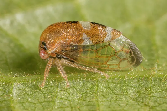 Framed Print : Treehopper (Cyrtolobus togatus) portrait, Pennsylvania, USA. May Framed Print : Treehopper (Cyrtolobus togatus) portrait, Pennsylvania, USA. May
