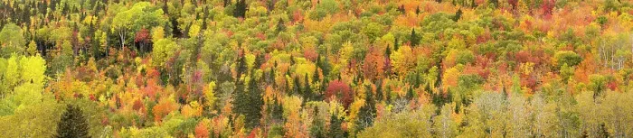 Framed Print : Trees in autumn in autumn colours, Rivire-au-Renard, Gaspesie, Quebec, Canada. October 2019 Framed Print : Trees in autumn in autumn colours, Rivire-au-Renard, Gaspesie, Quebec, Canada. October 2019