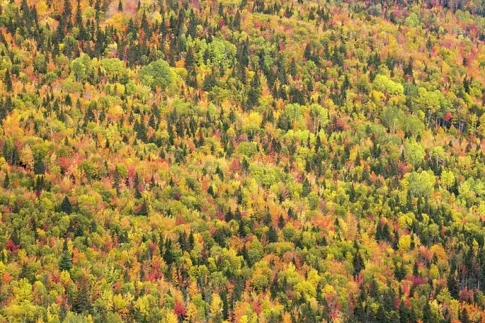 Framed Print : Trees in autumn colours, Rivire-au-Renard, Gaspesie, Quebec, Canada. October 2019 Framed Print : Trees in autumn colours, Rivire-au-Renard, Gaspesie, Quebec, Canada. October 2019
