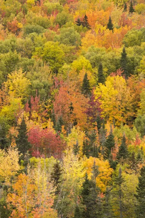 Framed Print : Trees in autumn colours, Rivire-au-Renard, Gaspesie, Quebec, Canada. October 2019 Framed Print : Trees in autumn colours, Rivire-au-Renard, Gaspesie, Quebec, Canada. October 2019