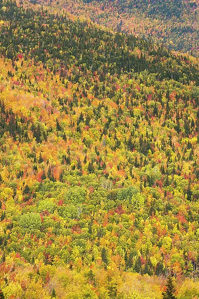 Trees in autumn colours, Rivire-au-Renard, Gaspesie, Quebec, Canada. October 2019