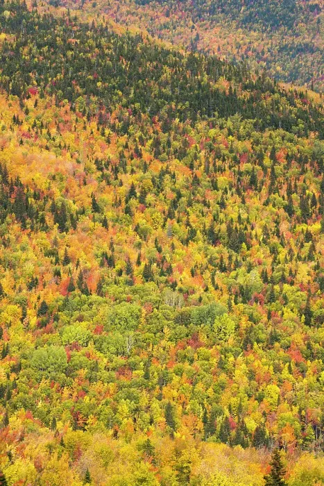 Framed Print : Trees in autumn colours, Rivire-au-Renard, Gaspesie, Quebec, Canada. October 2019 Framed Print : Trees in autumn colours, Rivire-au-Renard, Gaspesie, Quebec, Canada. October 2019