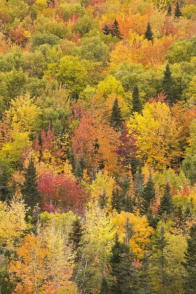 Trees in autumn colours, Rivire-au-Renard, Gaspesie, Quebec, Canada. October 2019