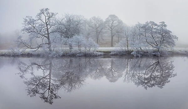 Trees coated in hoar frost reflected in the River Derwent. Chatsworth, Peak District National Park, UK, December