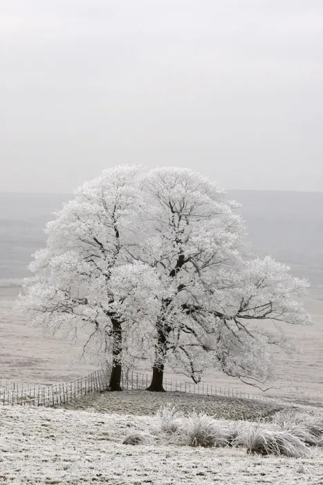 Framed Print : Two trees covered in hoar frost, Peak District, UK, New years day 2009 Framed Print : Two trees covered in hoar frost, Peak District, UK, New years day 2009