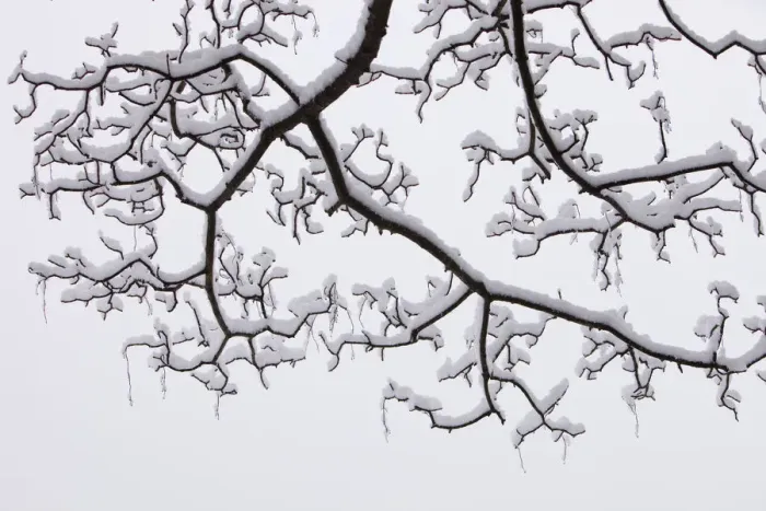 Framed Print : Trees covered in winter snow in Ambleside, Cumbria, UK. December 2009