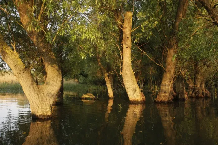 Framed Print : Trees in the Danube Delta, Romania, May 2009 Framed Print : Trees in the Danube Delta, Romania, May 2009