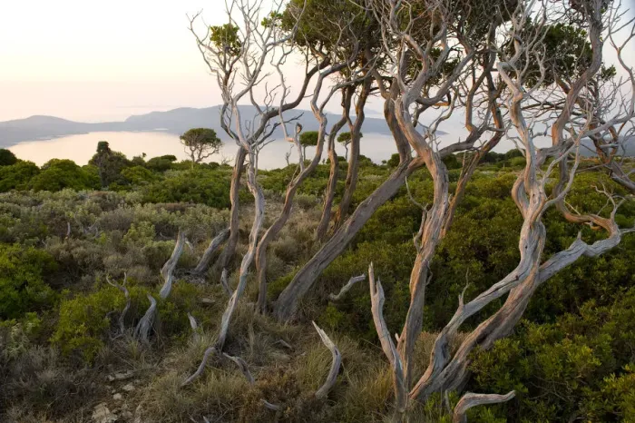 Framed Print : Trees at dawn, Alonissos island, Greece, September 2008. WWE BOOK