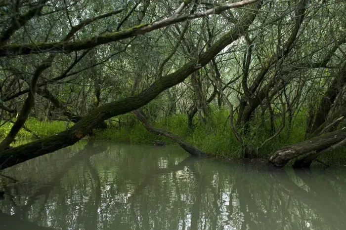 Framed Print : Trees growing on the edge of Tisza lake, Hortobagy National Park, Hungary, July 2009 Framed Print : Trees growing on the edge of Tisza lake, Hortobagy National Park, Hungary, July 2009
