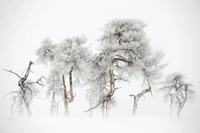 Framed Print : Trees in Hautes Fagnes Nature Reserve in winter after snowfall Framed Print : Trees in Hautes Fagnes Nature Reserve in winter after snowfall