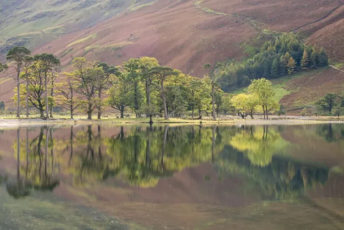 Framed Print : Trees reflected in Lake Buttermere in autumn. Buttermere Pines Framed Print : Trees reflected in Lake Buttermere in autumn. Buttermere Pines