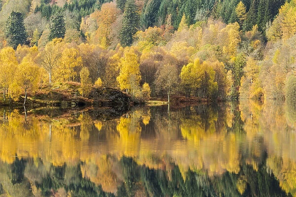 Trees reflected in Loch Tummel, Perthshire, Scotland, UK. October, 2014