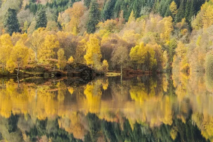 Framed Print : Trees reflected in Loch Tummel, Perthshire, Scotland, UK. October, 2014 Framed Print : Trees reflected in Loch Tummel, Perthshire, Scotland, UK. October, 2014