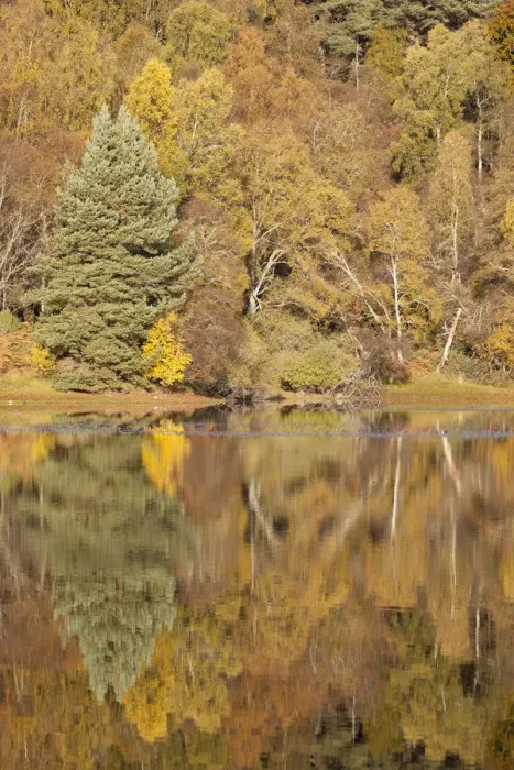 Framed Print : Trees reflecting in Loch Vaa, Cairngorms National Park, Scotland, UK, October 2012