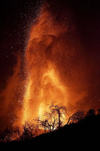 Trees silhouetted against erupting Cumbre Vieja volcano at night, La Palma, Canary Islands, September 2021