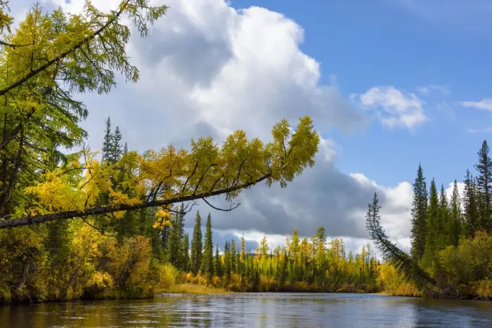 Framed Print : Trees in the upper reaches of the Lena River, Baikalo-Lensky Reserve, Siberia, Russia Framed Print : Trees in the upper reaches of the Lena River, Baikalo-Lensky Reserve, Siberia, Russia