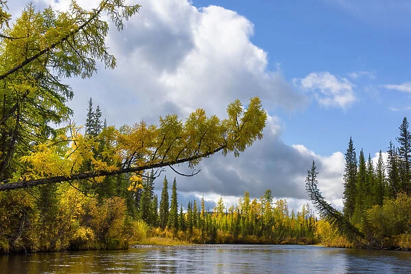Trees in the upper reaches of the Lena River, Baikalo-Lensky Reserve, Siberia, Russia