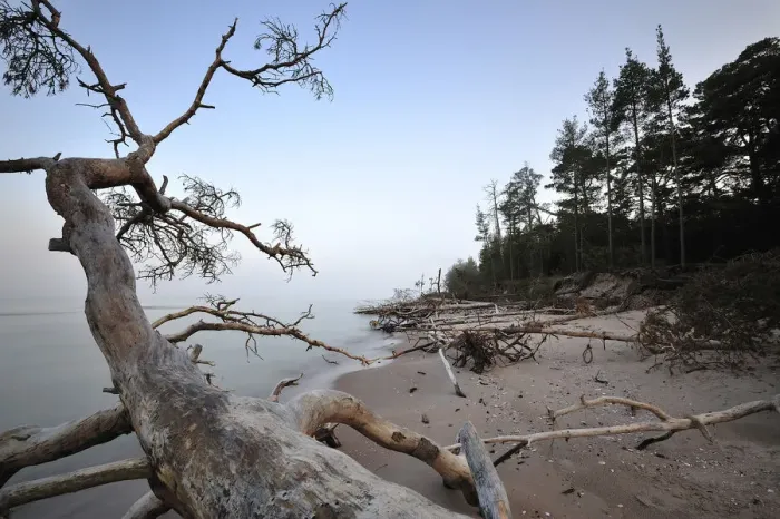 Framed Print : Trees washed up on sea shore, Cape Kolka, Slitere National Park, Latvia, June 2009 Framed Print : Trees washed up on sea shore, Cape Kolka, Slitere National Park, Latvia, June 2009