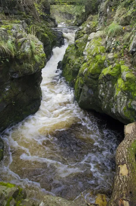 Framed Print : Tributary of the River Tweed where Brown trout (Salmo trutta) and Atlantic salmon Framed Print : Tributary of the River Tweed where Brown trout (Salmo trutta) and Atlantic salmon